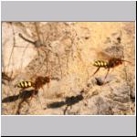 Nomada lathburiana - Wespenbiene w21.jpg